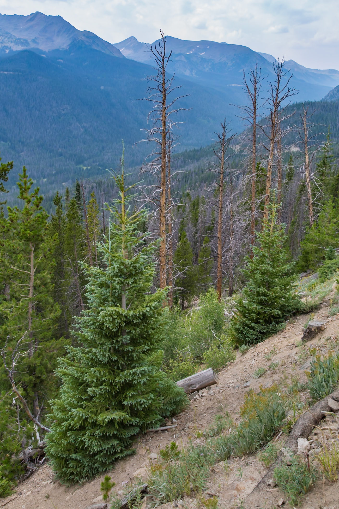 180802_033 Live and dead pine trees on a steep slope at Rocky Mountain National Park in Colorado