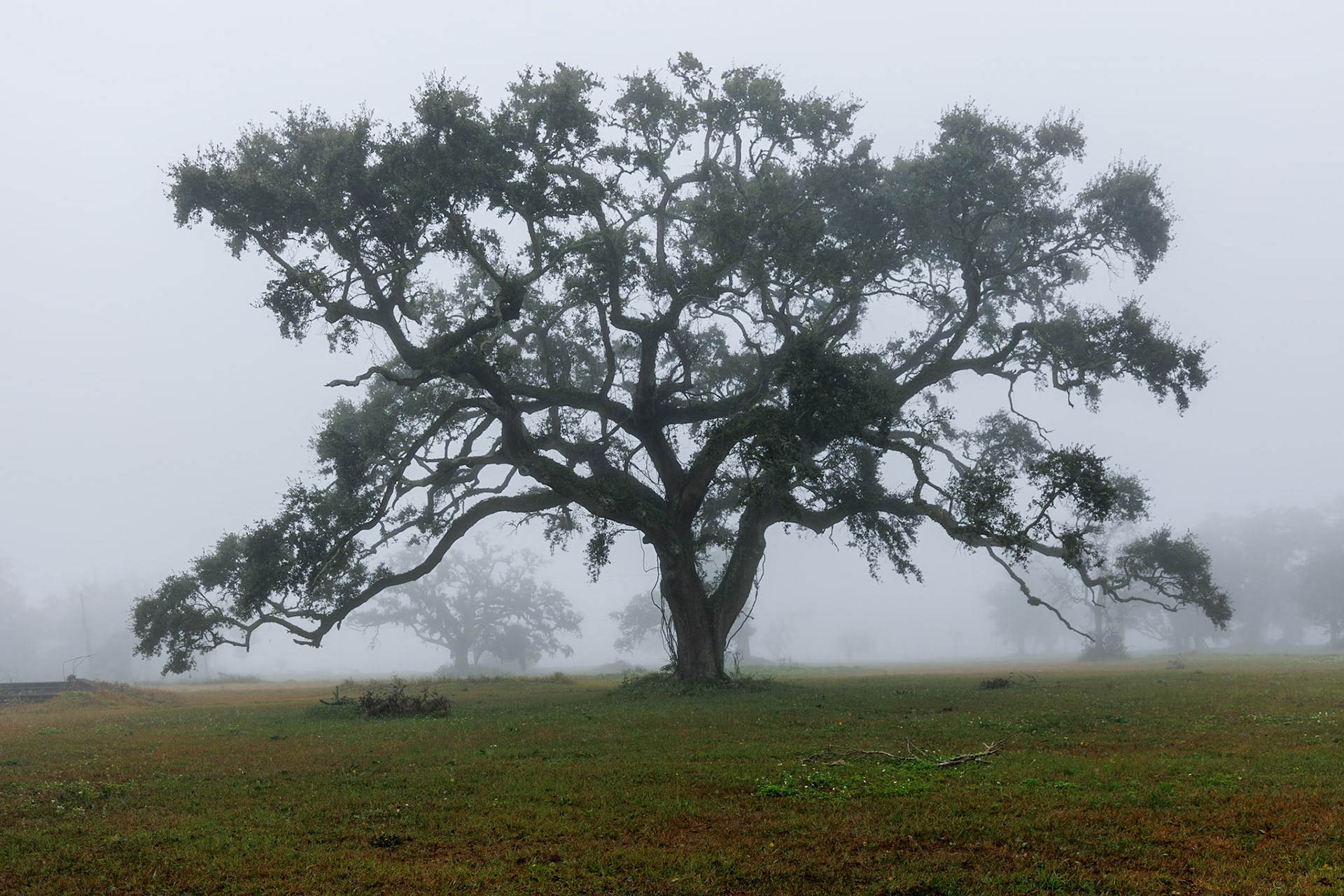 211231_087 Live Oak tree in an open field on a foggy morning in Biloxi, Mississippi
