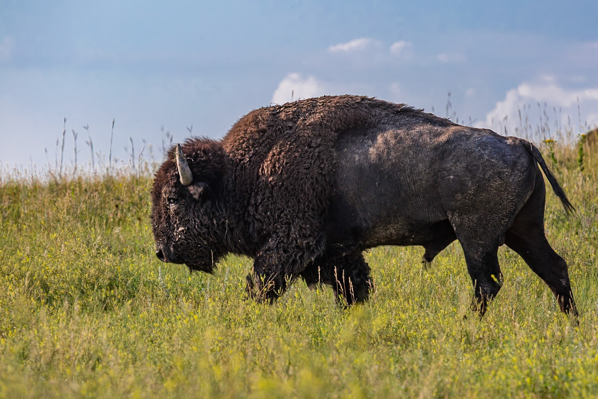 American Buffalo (Bison bison) walking through the grassland prairie at Custer State Park near Custer, South Dakota, USA
