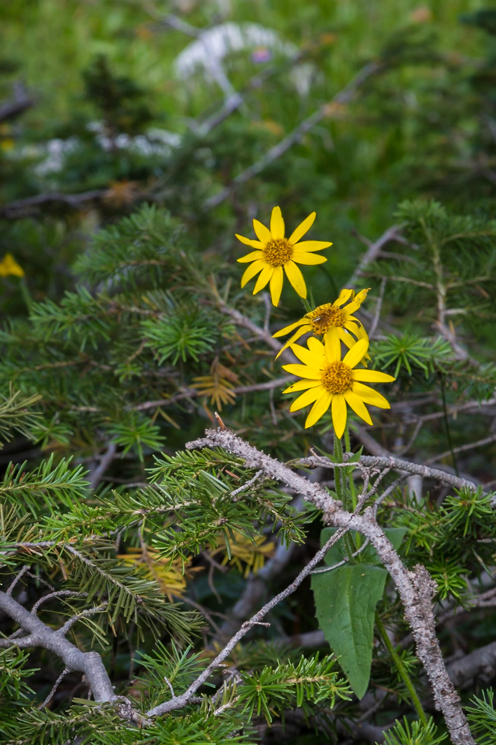 180811_256 Yellow daisy wildflowers growing amid pine needles at the Medicine Bow National Forest in Wyoming