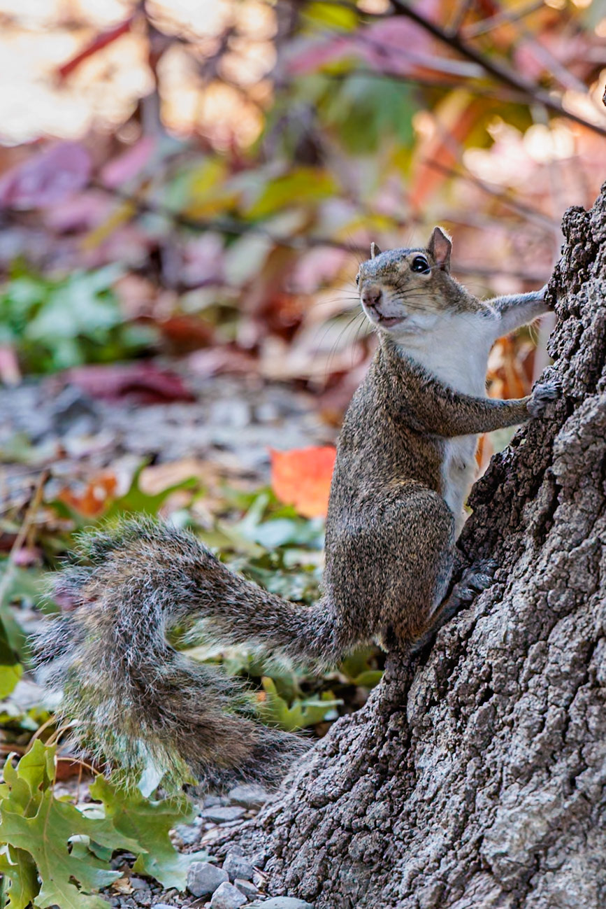 231020_033 Squirrel (Sciurus carolinensis) at the base of a tree in Tim's Ford State Park, Tennessee