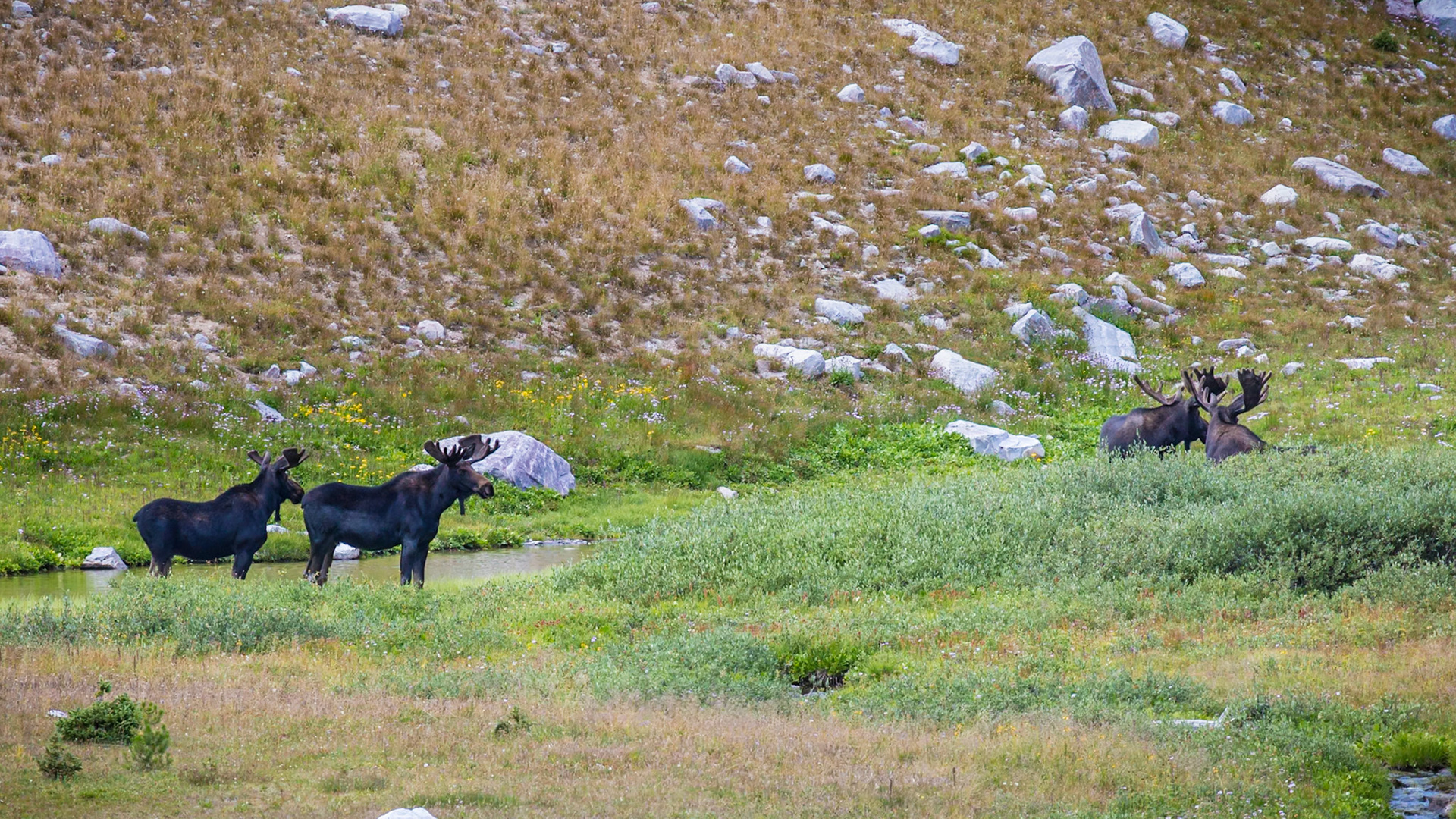 180811_232 Moose (Alces alces) standing in a clearing at the Medicine Bow National Forest in Wyoming