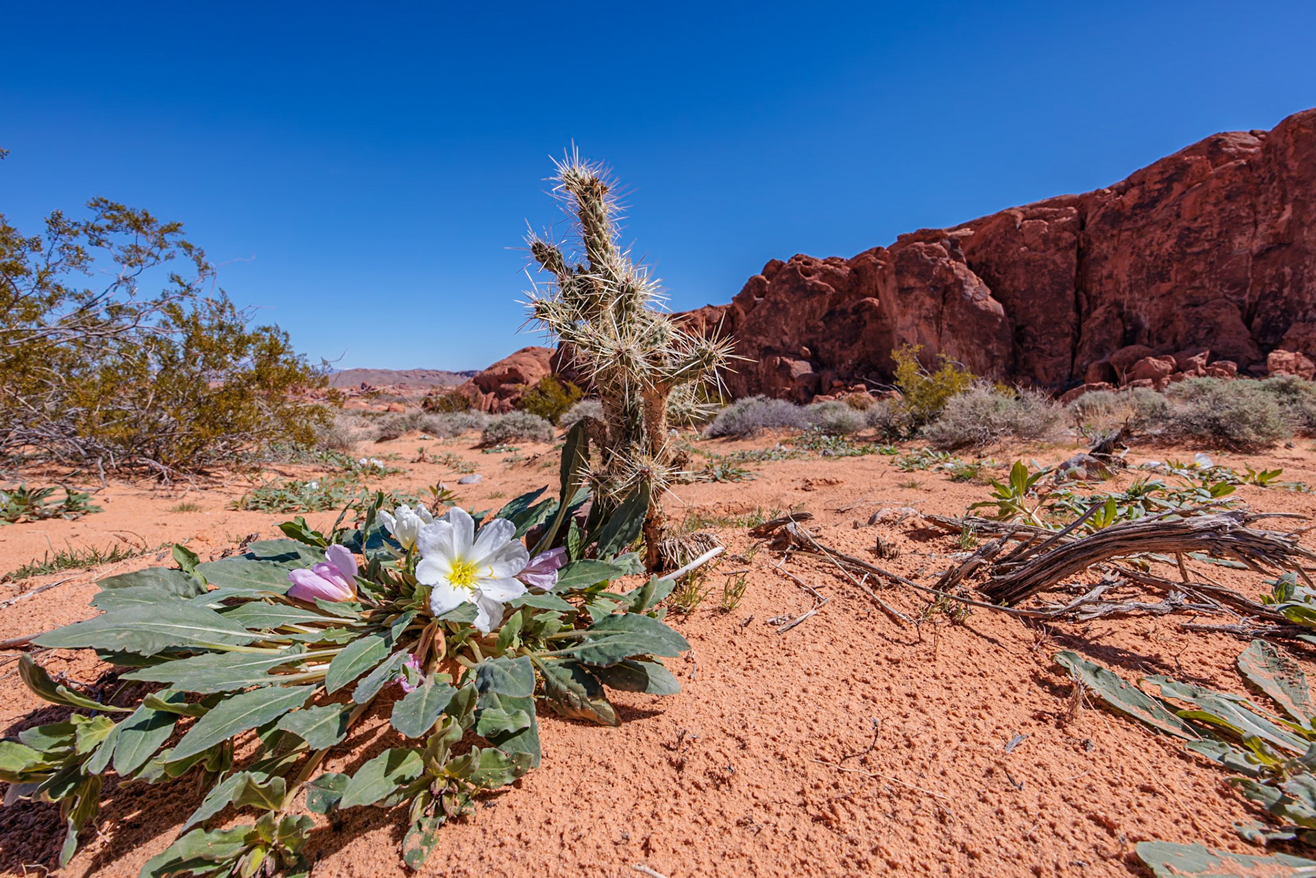 230330_190 Evening primrose wildflowers and cholla cactus on the desert floor of Valley of Fire State Park near Overton, Nevada