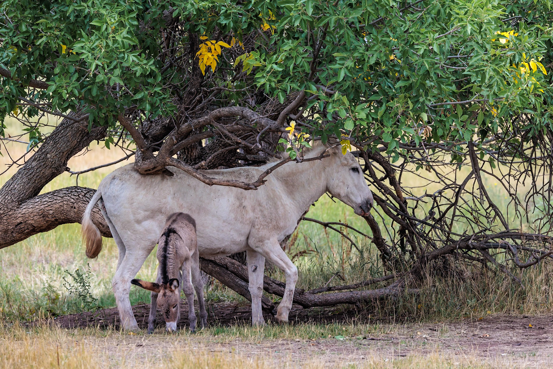 240819_034 Feral donkey foal (Equus africanus) standing next to its mother under a tree in Custer State Park near Custer, South Dakota, USA