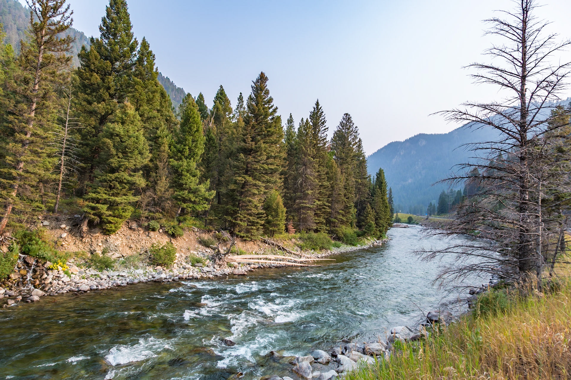 180819_069 Madison River flowing through pine trees along Hwy 191 near the west gate of Yellowstone National Park in Wyoming
