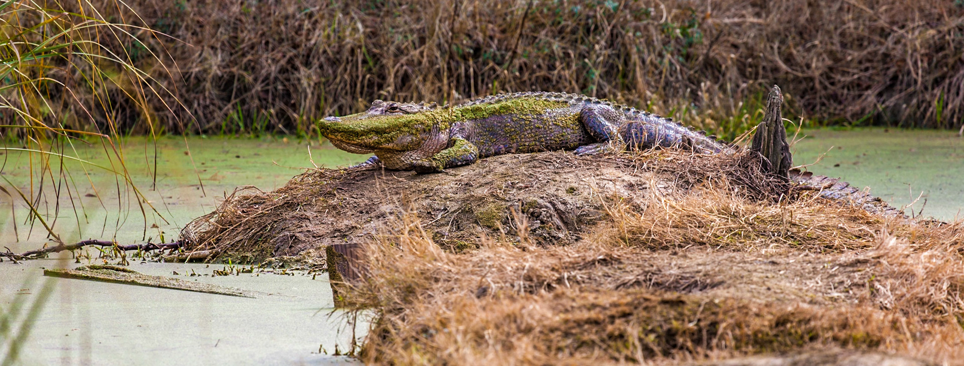 141125_034 Adult alligator (Alligator mississippiensis) on a bog in the marsh near Pascagoula, Mississippi