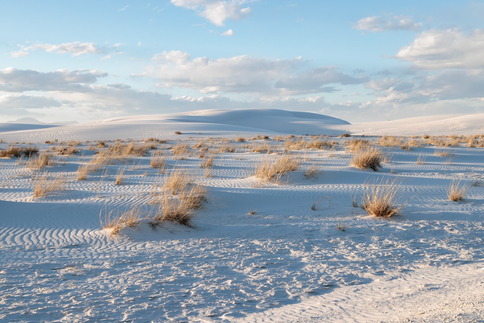 230323_154 Desert grasses in flatter areas of the White Sands National Park in Alamogordo, New Mexico, USA