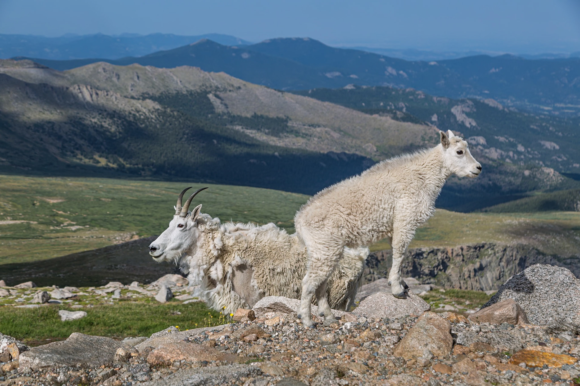 180731_088 Mountain goat (Oreamnos americanus) and her kid standing on a rock near the summit of Mount Evans in the Rocky Mountains of Colorado