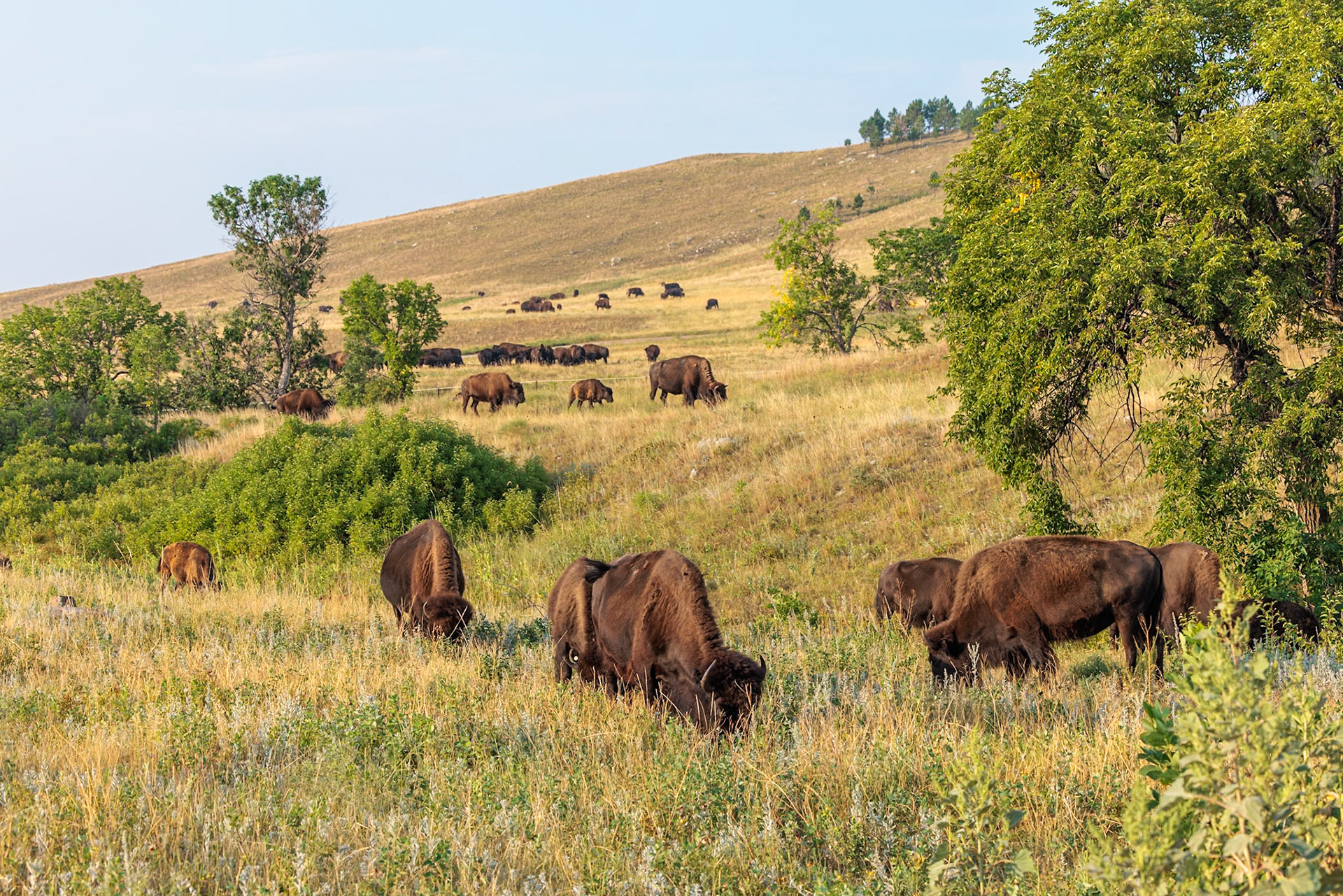 240816_093 American Buffalo (Bison bison) roaming in a grassland prairie at Custer State Park near Custer, South Dakota, USA