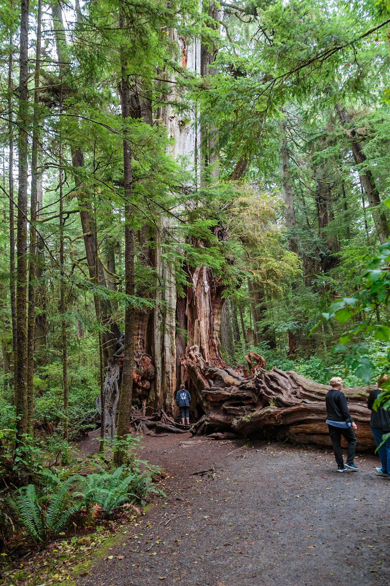 180910_059 Visitors appear tiny compared to the Quinault Big Cedar Tree in Olympic National Park near Amanda Park, Washington