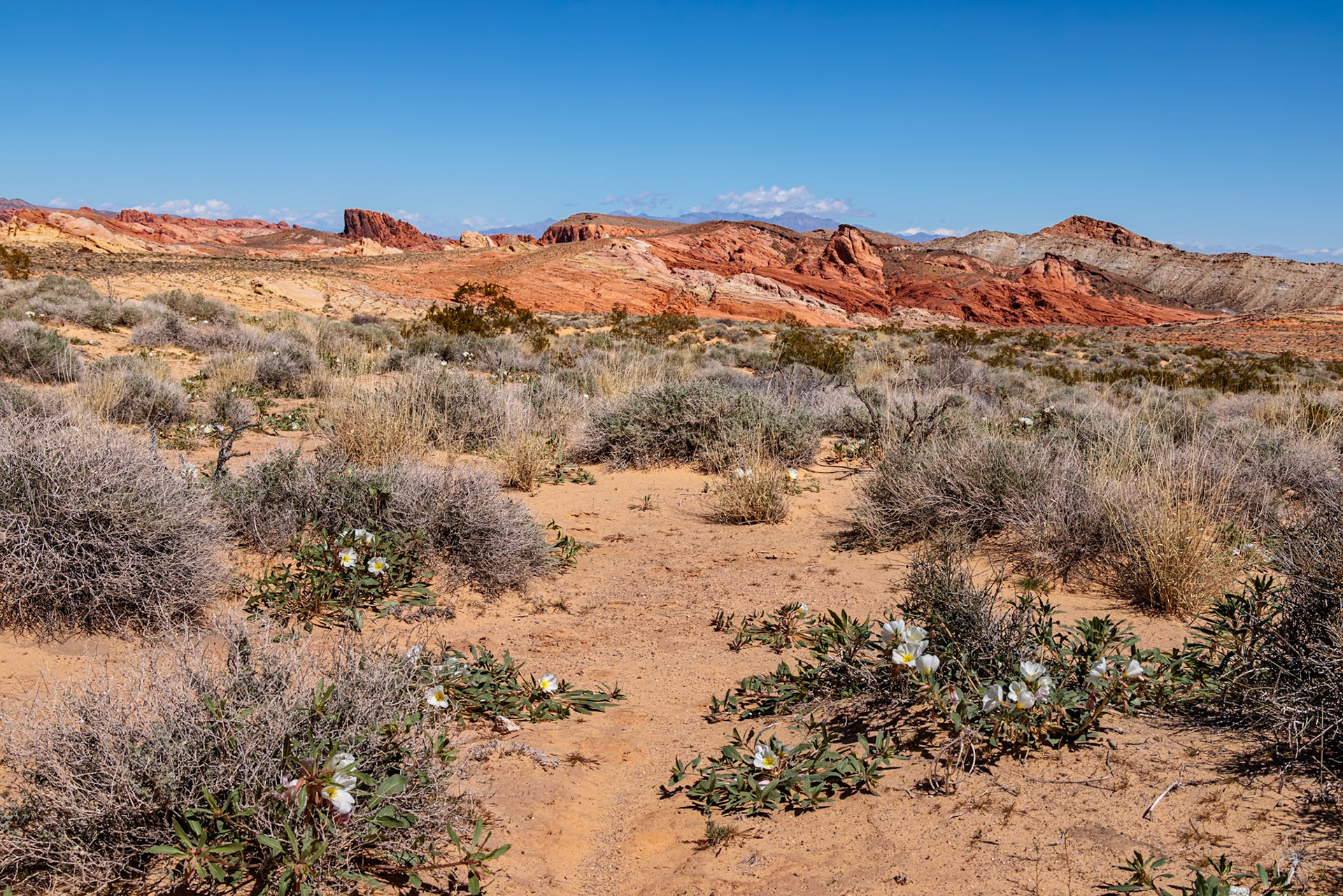 230330_216 Evening Primrose wildflowers  on the desert floor of the Rainbow Vista area in Valley of Fire State Park near Overton, Nevada
