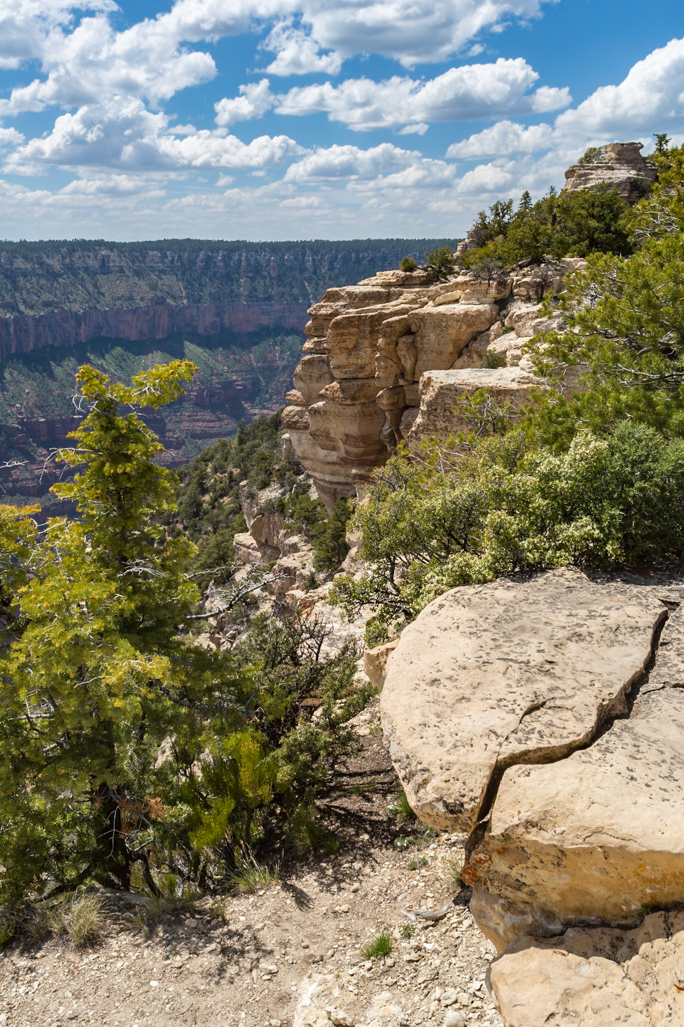 190601_080 North Rim of the Grand Canyon in Northern Arizona, USA