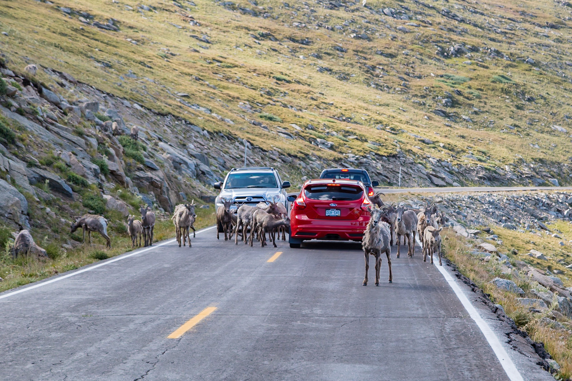 180731_101 Bighorn sheep (Ovis Canadensis) standing on the Mount Evans Scenic Byway and blocking traffic in the Rocky Mountains of Colorado
