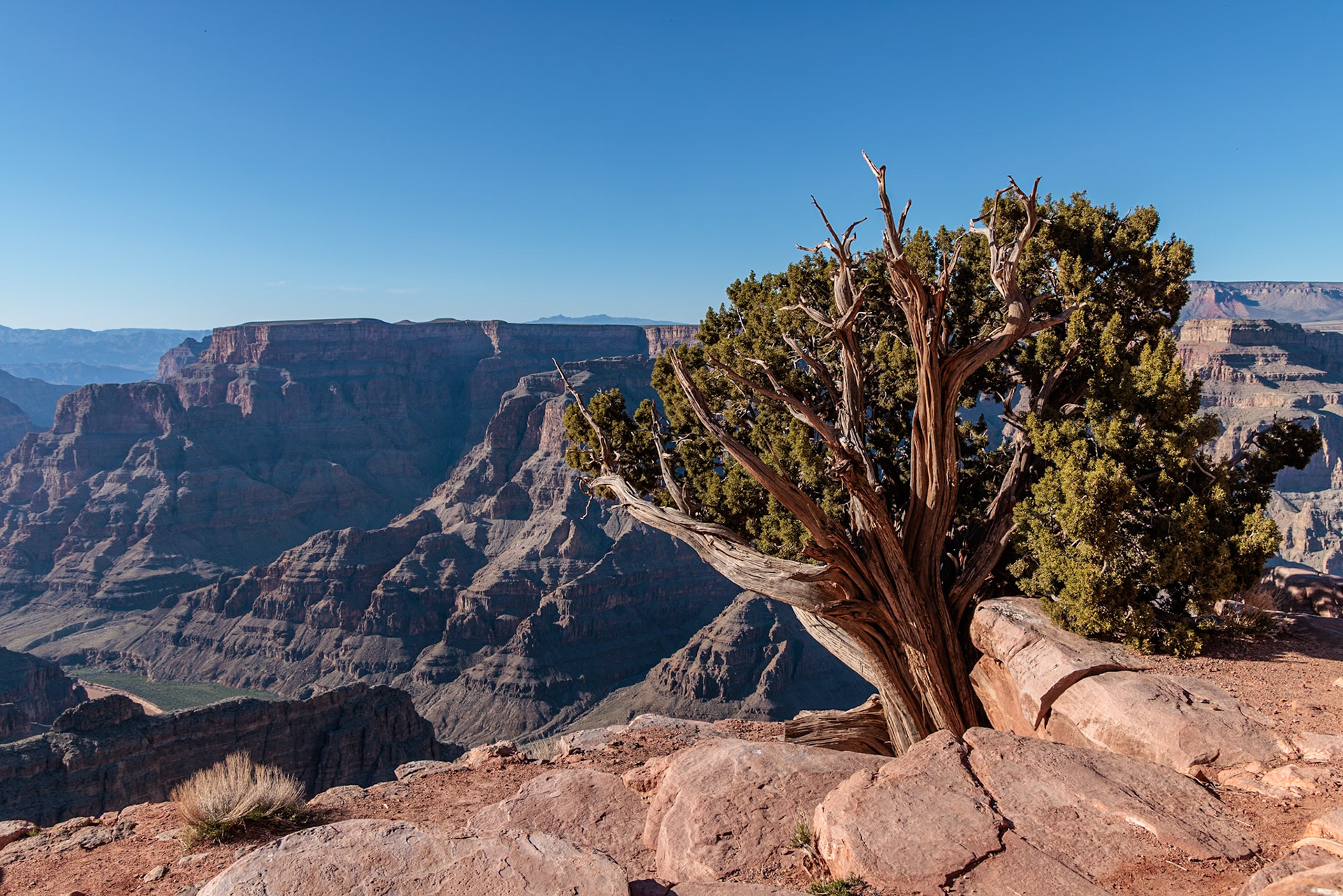 230405_263 Tree growing from between the rocks along the rim of the canyon at Guano Point in Grand Canyon West near Peach Springs, Arizona