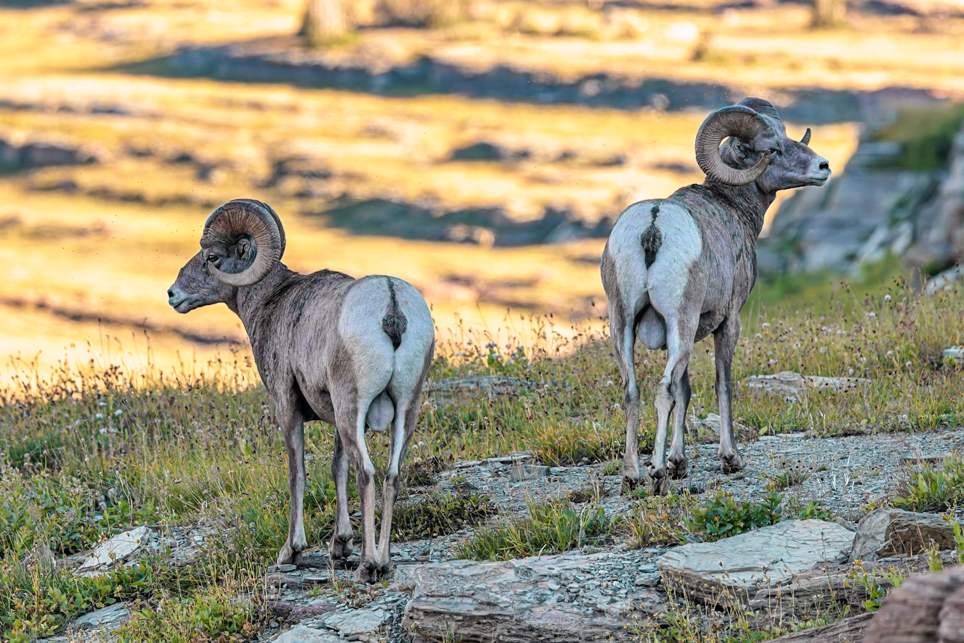 240905_149-E Glacier National Park in Montana, USA