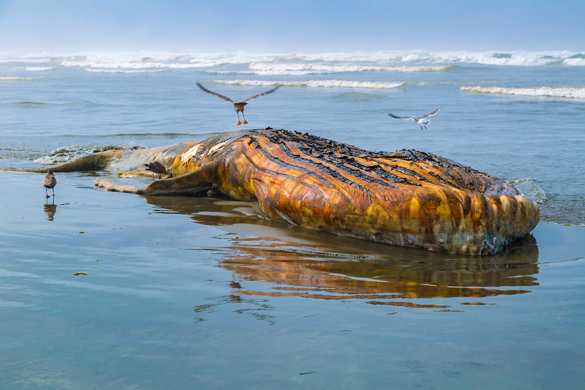180910_013 Dead beached whale on the Pacific Ocean beach at Ocean City, Washington