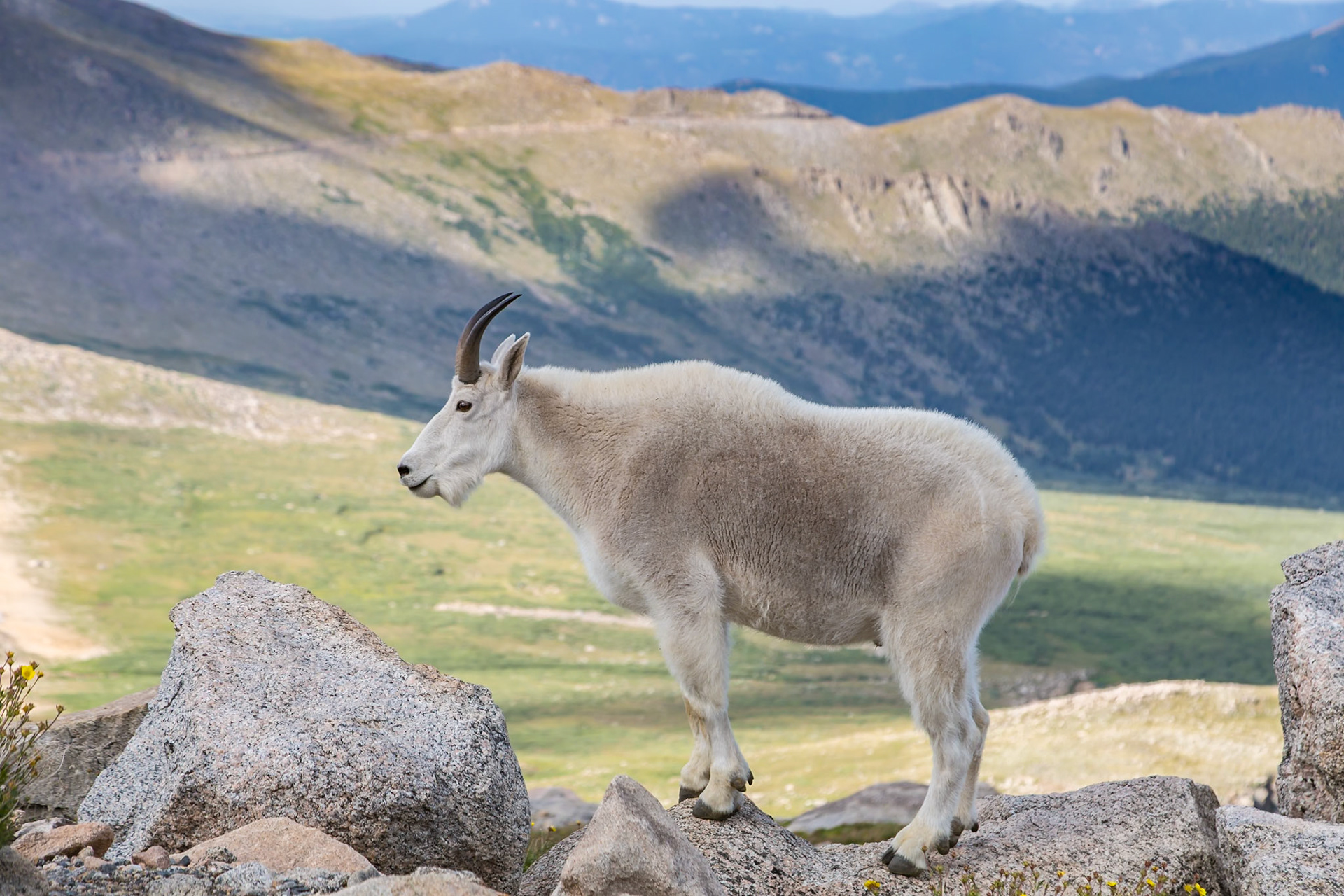 180731_080 Mountain goat (Oreamnos americanus) standing on a rock near the summit of Mount Evans in the Rocky Mountains of Colorado