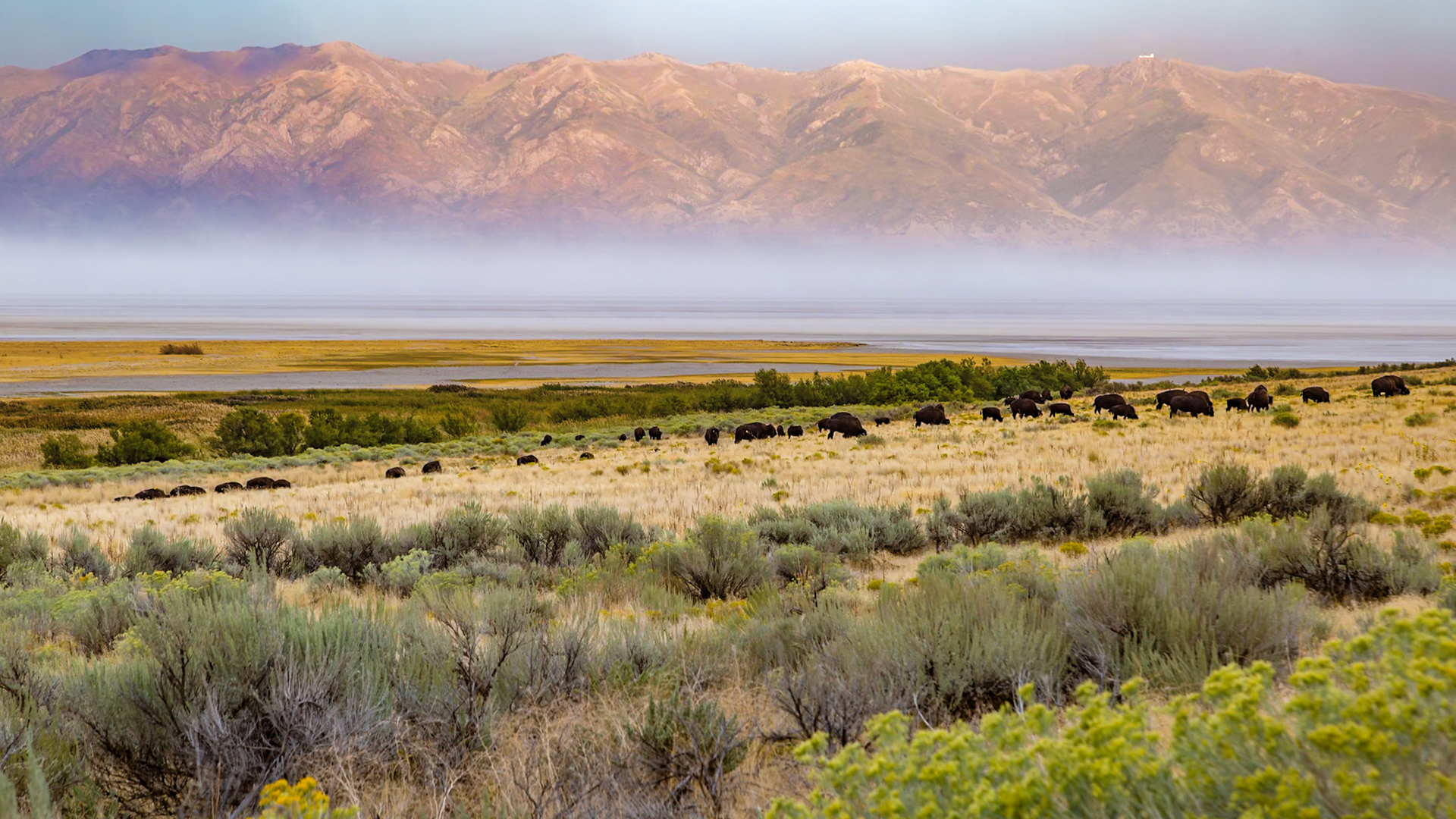180915_152 Prairie grasslands and the Great Salt Lake in the Antelope Island State Park near Syracuse, Utah