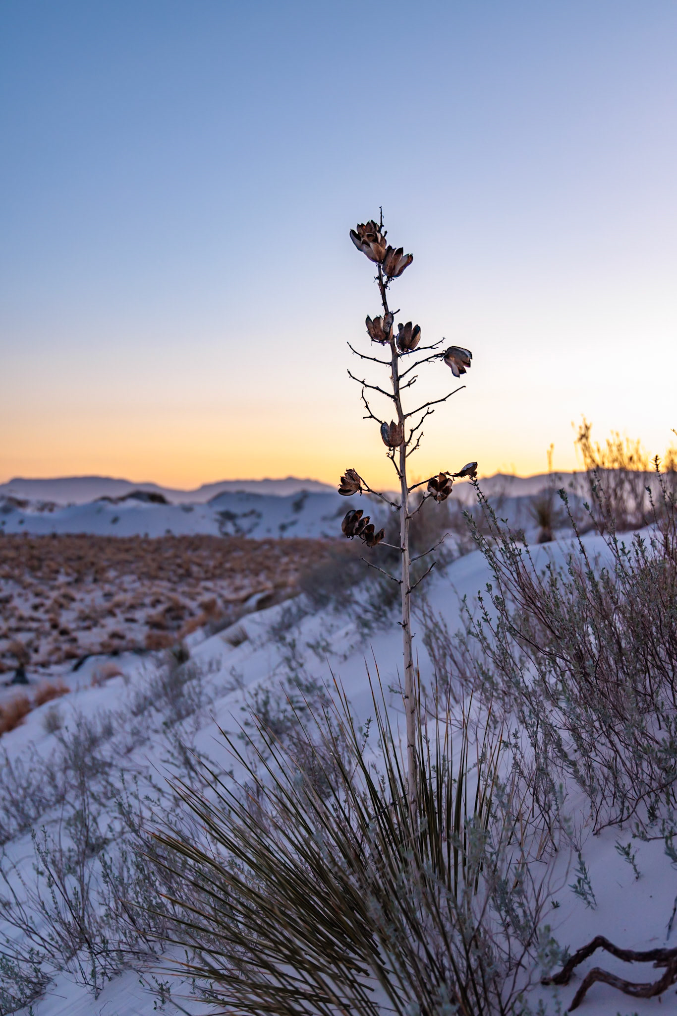 230323_190 Yucca plant growing in the sand dunes of White Sands National Park in Alamogordo, New Mexico, USA