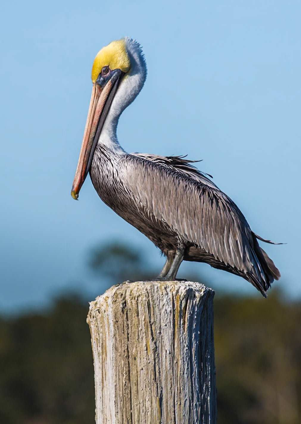 141213_501 Brown Pelican (Pelecanus occidentalis) perched on wooden pile