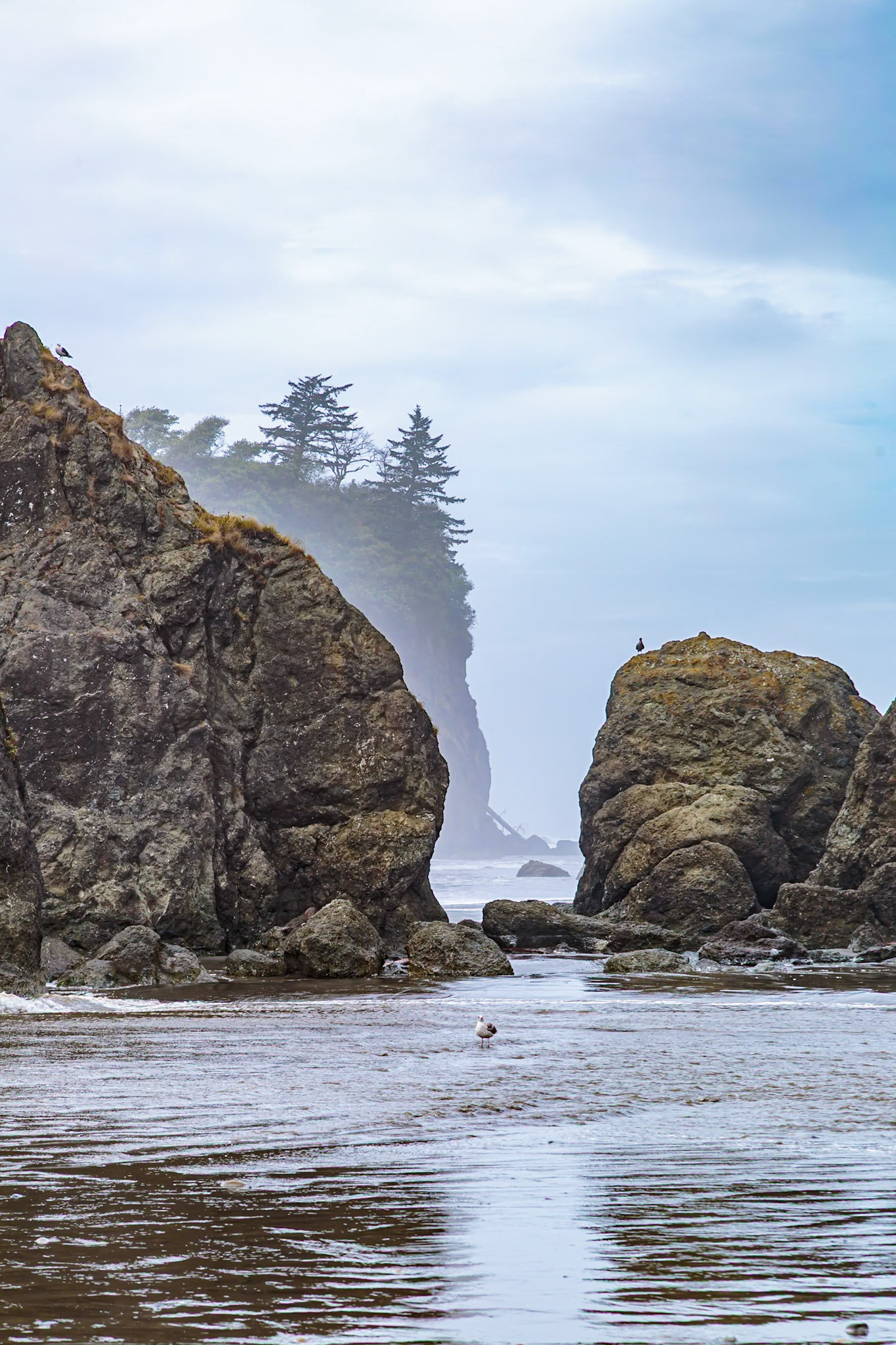 180910_087 Large rock seastacks at Ruby Beach in the Olympic National Park near Forks, Washington