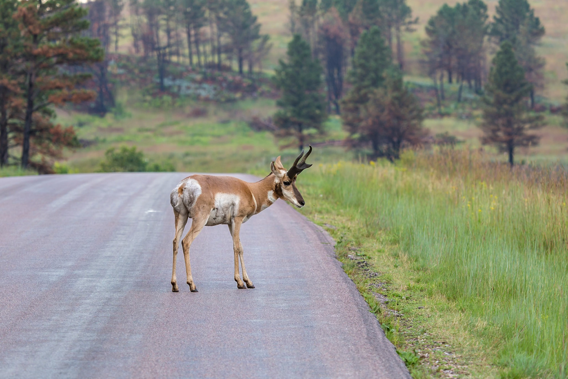 Pronghorn (Antilocapra americana) standing on a roadway in  Custer State Park near Custer, South Dakota, USA