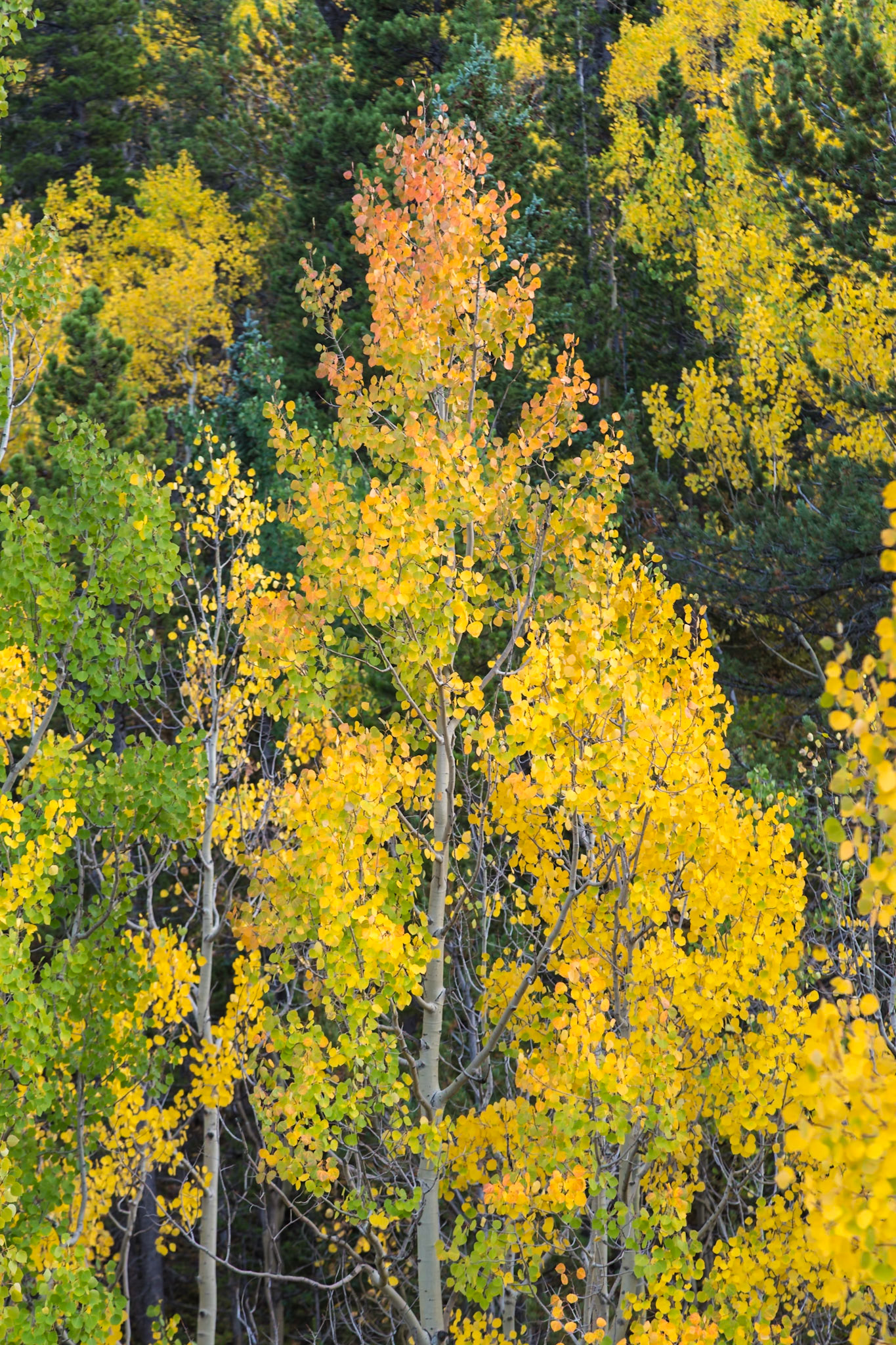 180918_192 Aspen trees starting to change colors in the early fall near Estes Park, Colorado