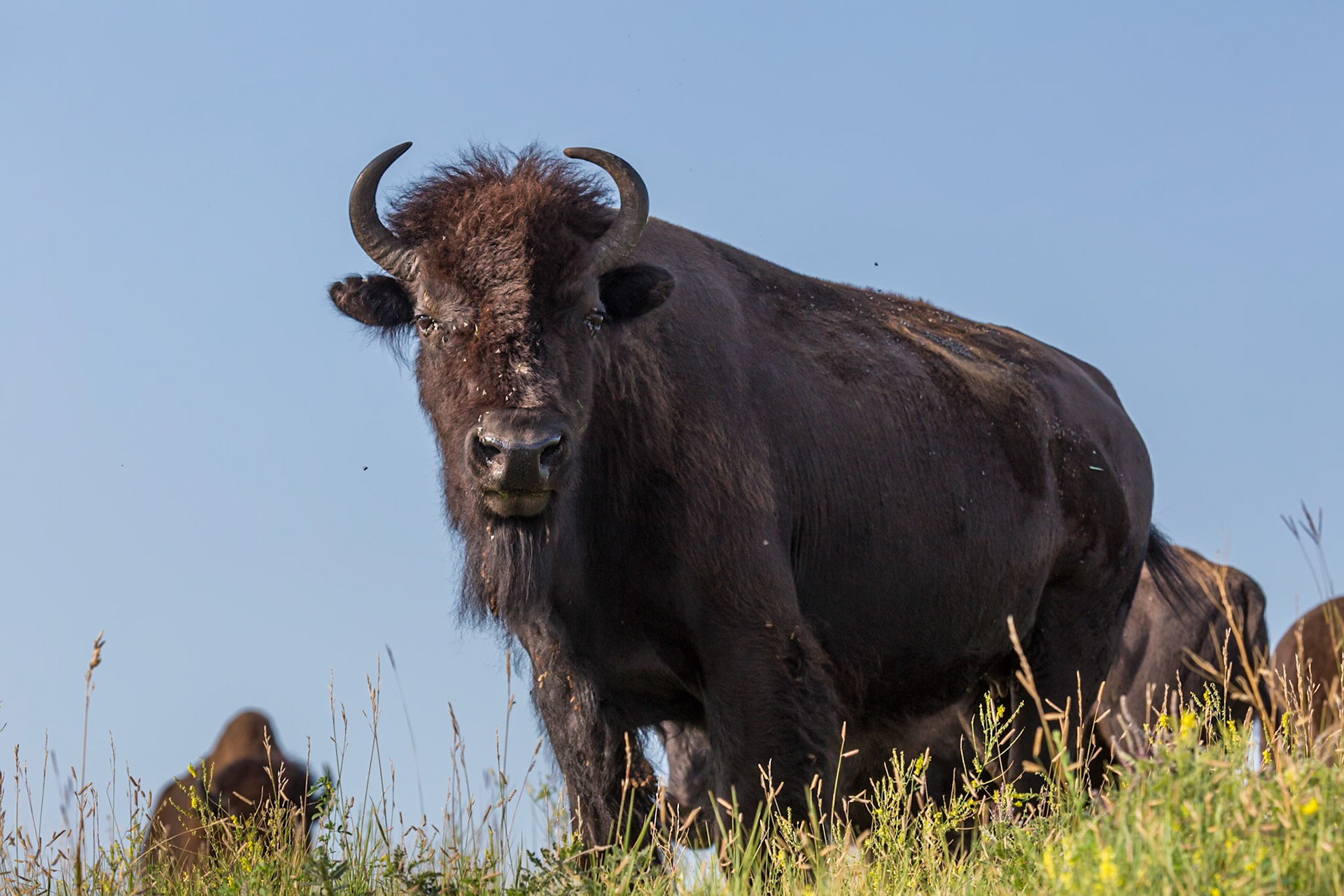 180814_192 American Buffalo (Bison bison) standing in a grassland prairie at Custer State Park near Custer, South Dakota, USA