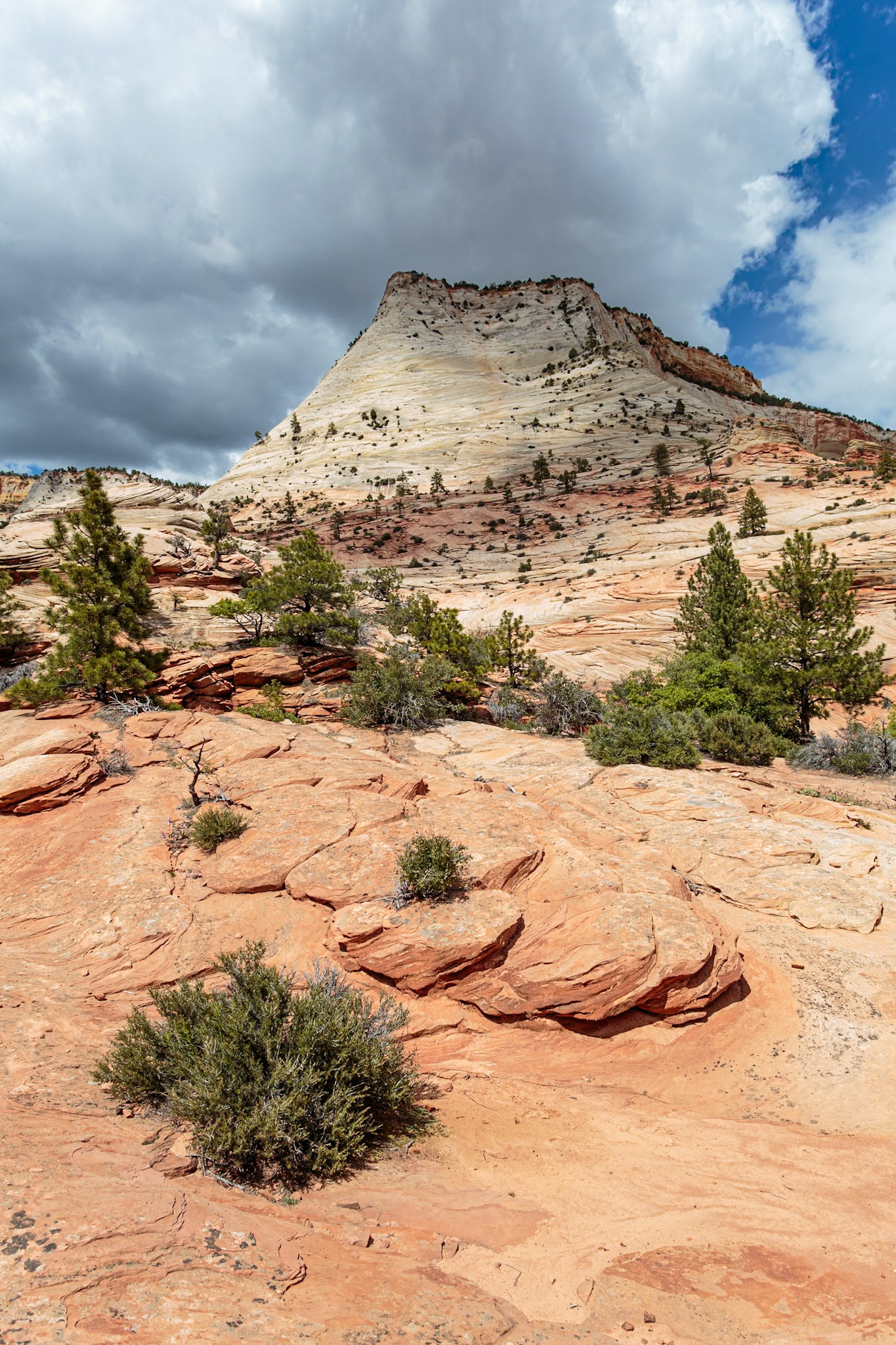 190529_272 Patterns of erosion on the rock formations in Zion National Park, Utah