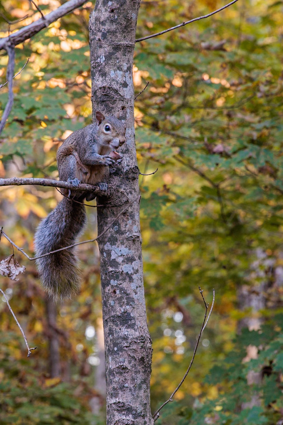 231018_026 Squirrel (Sciurus carolinensis) in a tree at Henry Horton State Park, Tennessee