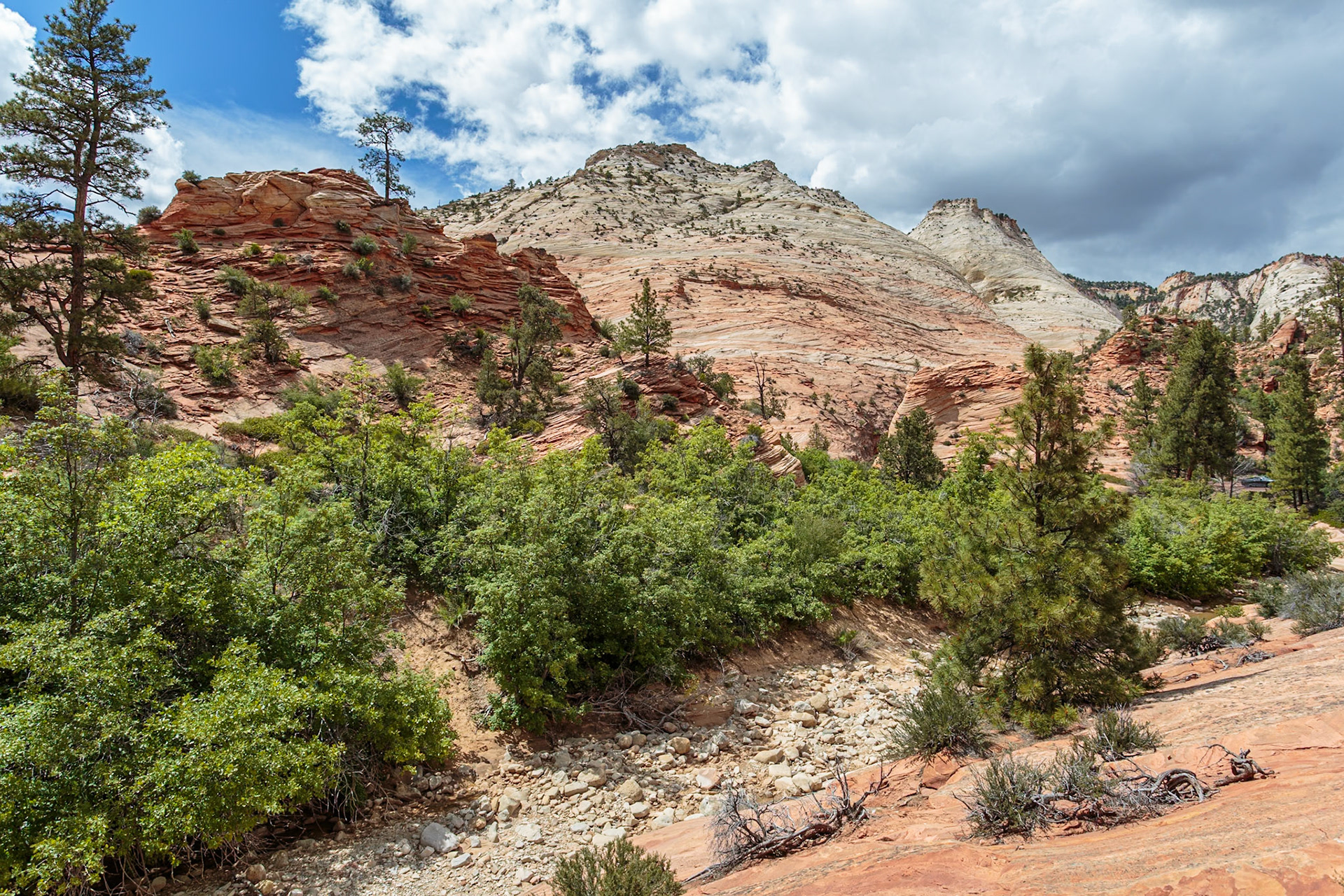 190529_264 Patterns of erosion on the rock formations in Zion National Park, Utah