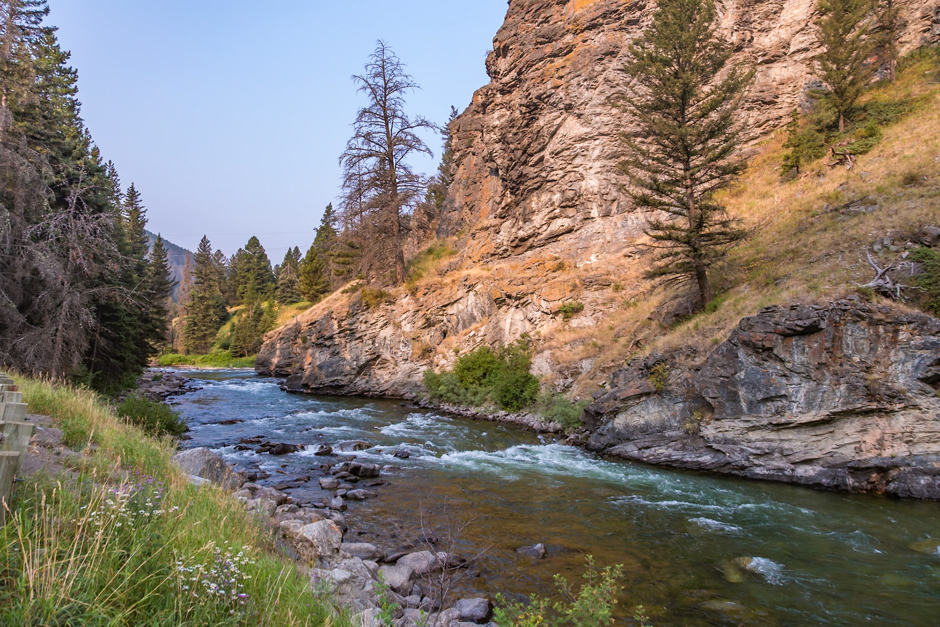 180819_093 Madison River flowing through pine trees along Hwy 191 near the west gate of Yellowstone National Park in Wyoming
