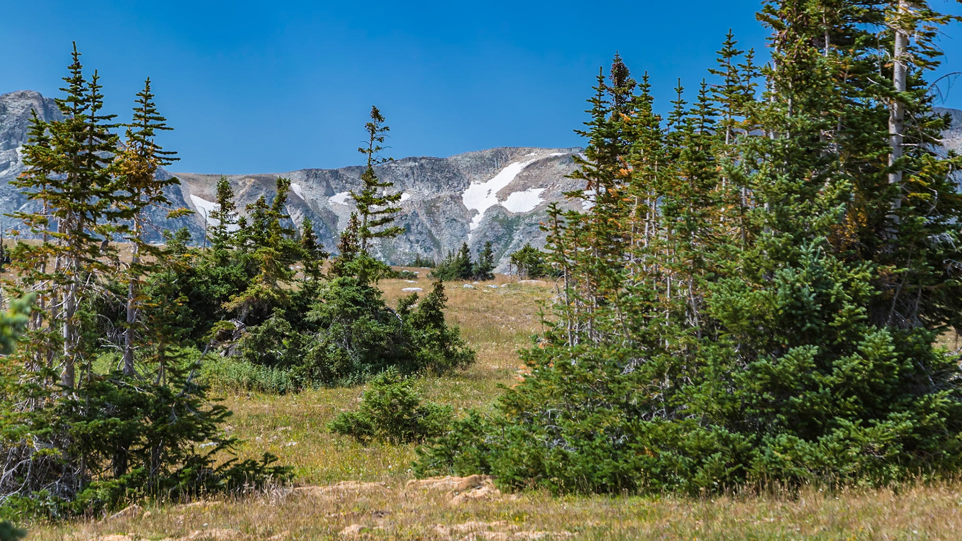 180811_181 View from the Libby Flats Observation platform in the Medicine Bow National Forest in Wyoming