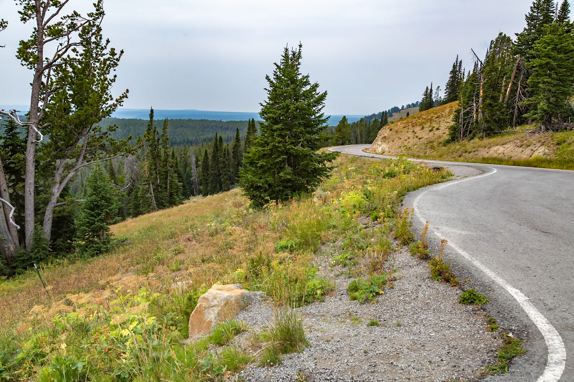 180822_008 Grand Loop Road - North Loop between Canyon Village and Tower-Roosevelt areas in Yellowstone National Park, Wyoming