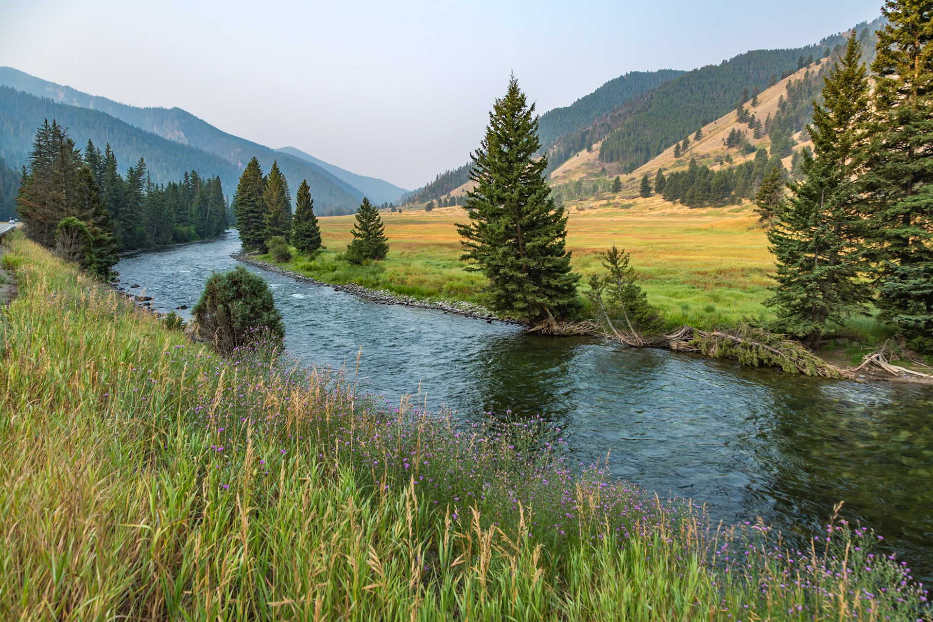 180819_079 Madison River flowing through pine trees along Hwy 191 near the west gate of Yellowstone National Park in Wyoming