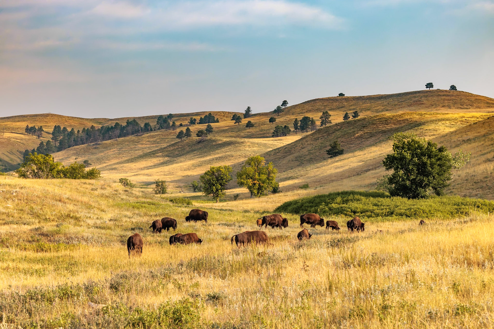 240816_102 American Buffalo (Bison bison) roaming in a grassland prairie at Custer State Park near Custer, South Dakota, USA