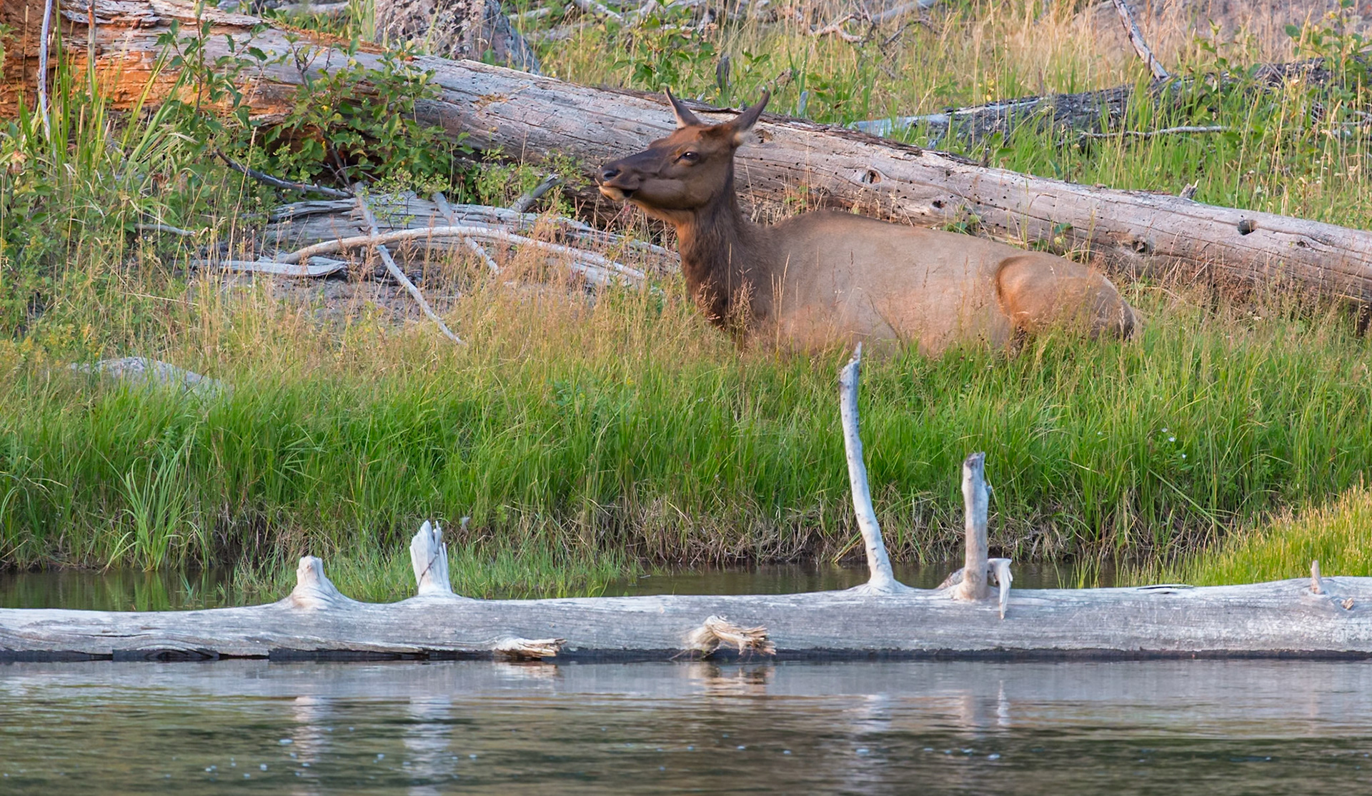 180821_328 Adult elk lying in the grass between fallen logs next to the Firehole River in Yellowstone National Park