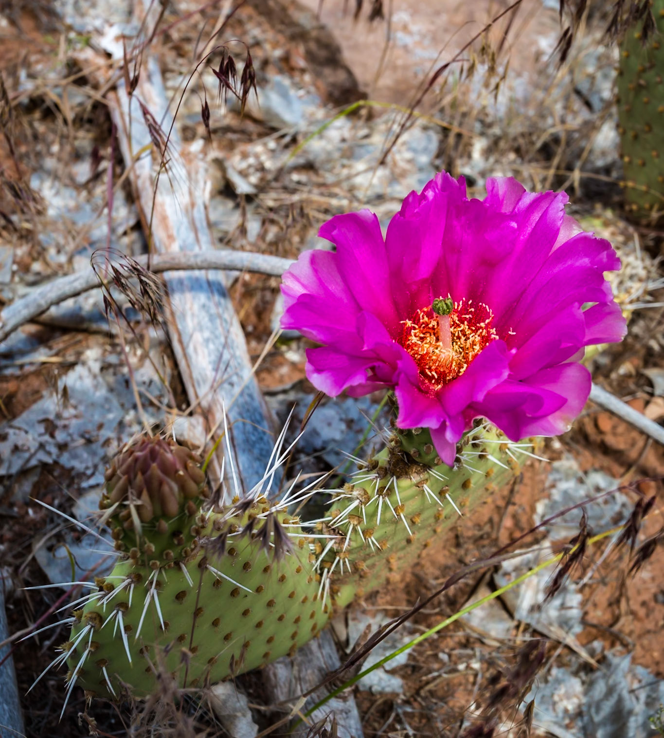 190529_194 Prickly pear cactus blooming in Zion National Park, Utah