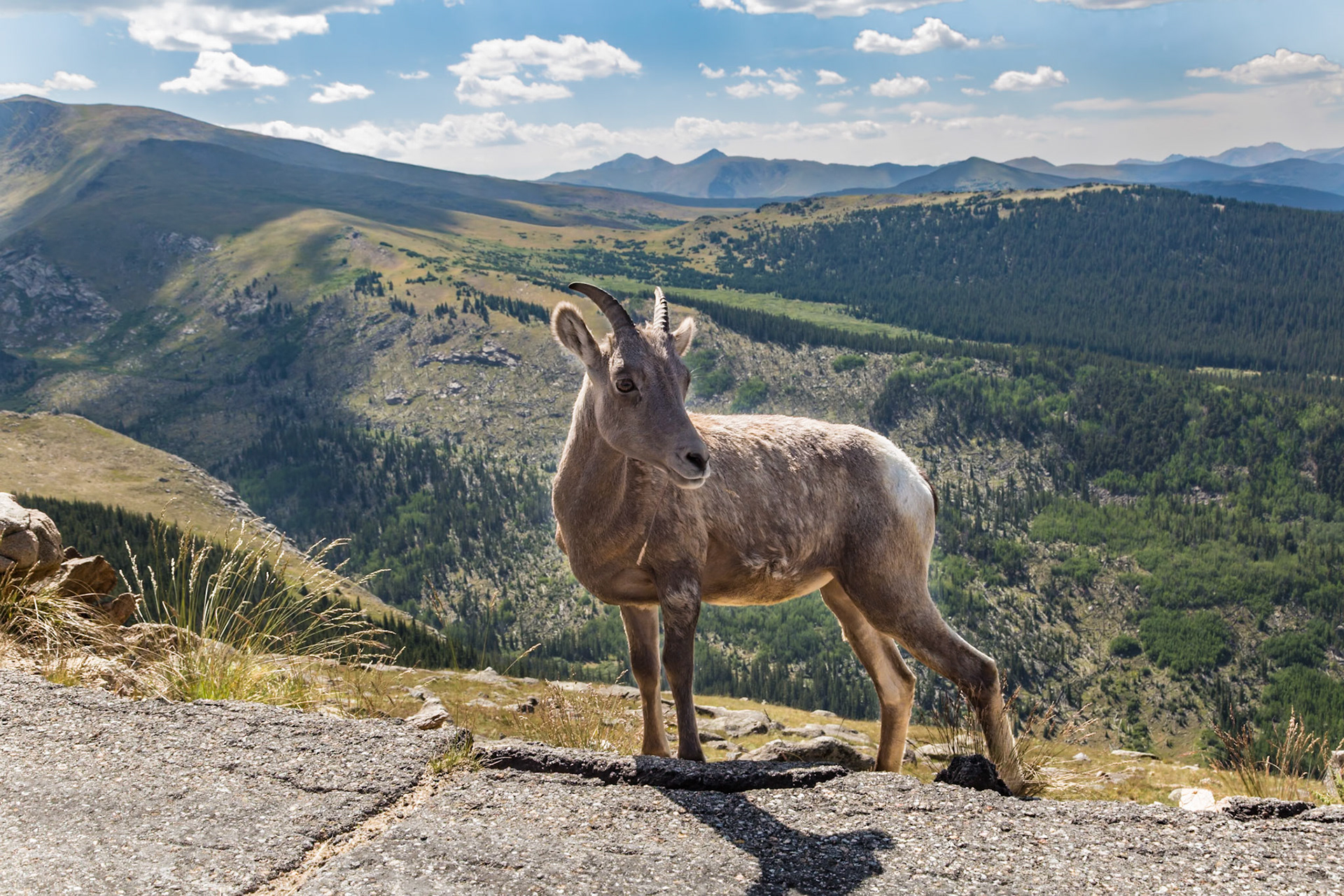 180731_046 Bighorn sheep (Ovis Canadensis) standing along the Mount Evans Road in the Rocky Mountains of Colorado