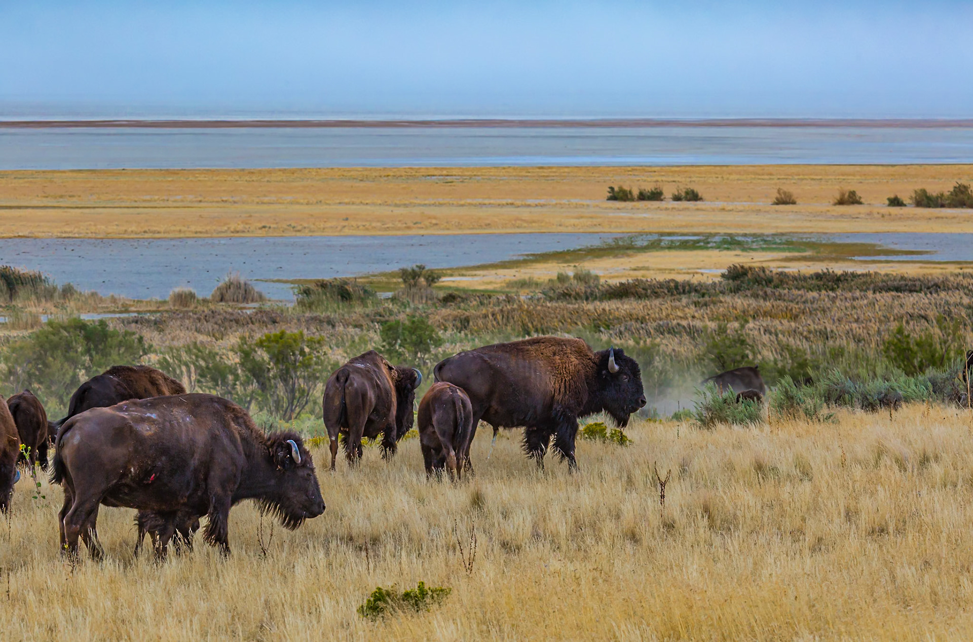 180915_193 Bison roaming the prairie grasses in Antelope Island State Park near Syracuse, Utah