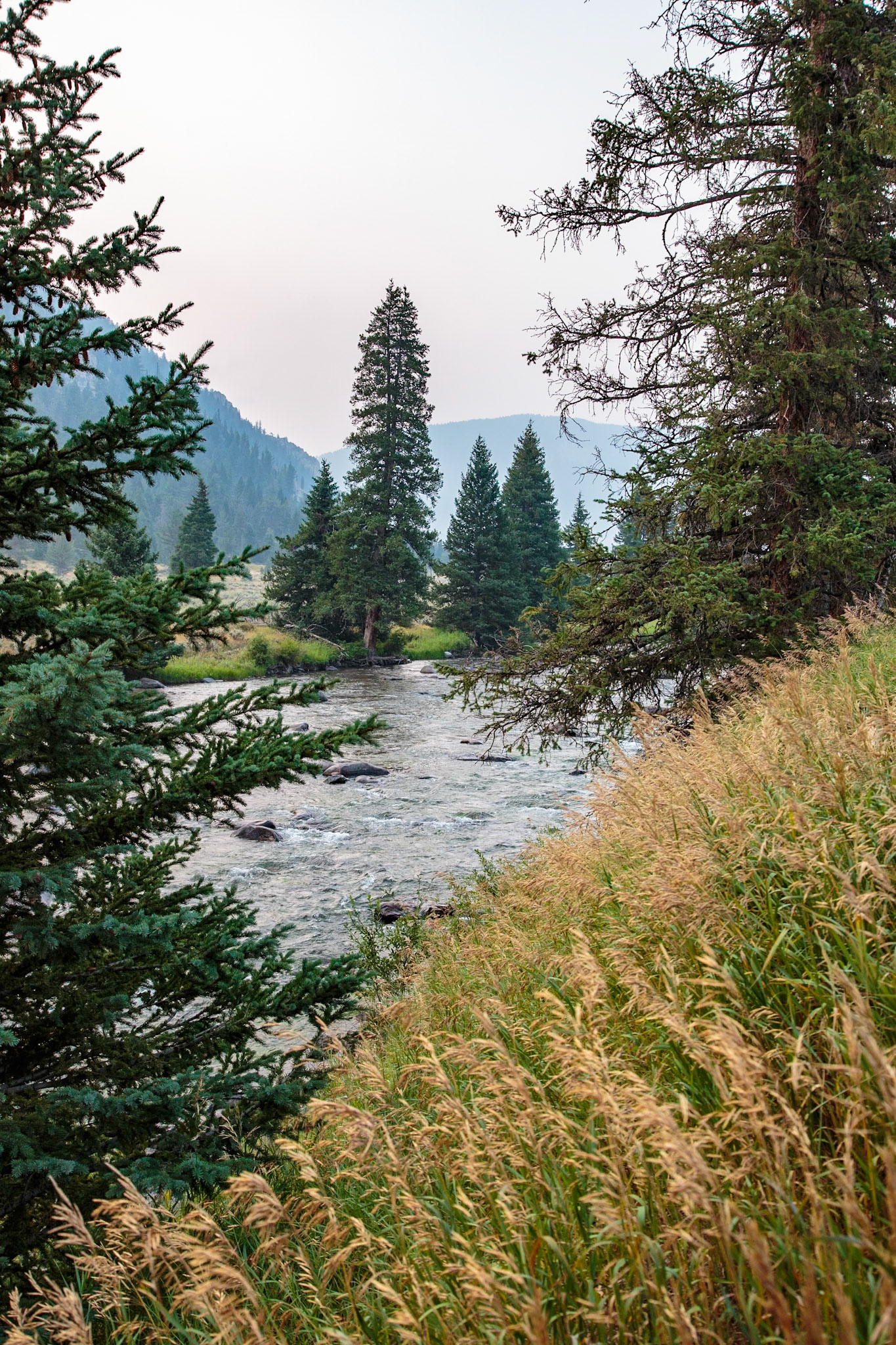 180819_007 Madison River flowing through pine trees along Hwy 191 near the west gate of Yellowstone National Park in Wyoming