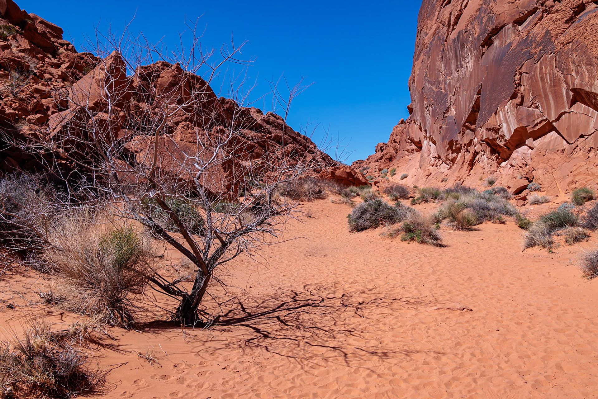 230330_303 Tree in a valley between red rock formations along the Fire Canyon Overlook Trail at Valley of Fire State Park near Overton, Nevada