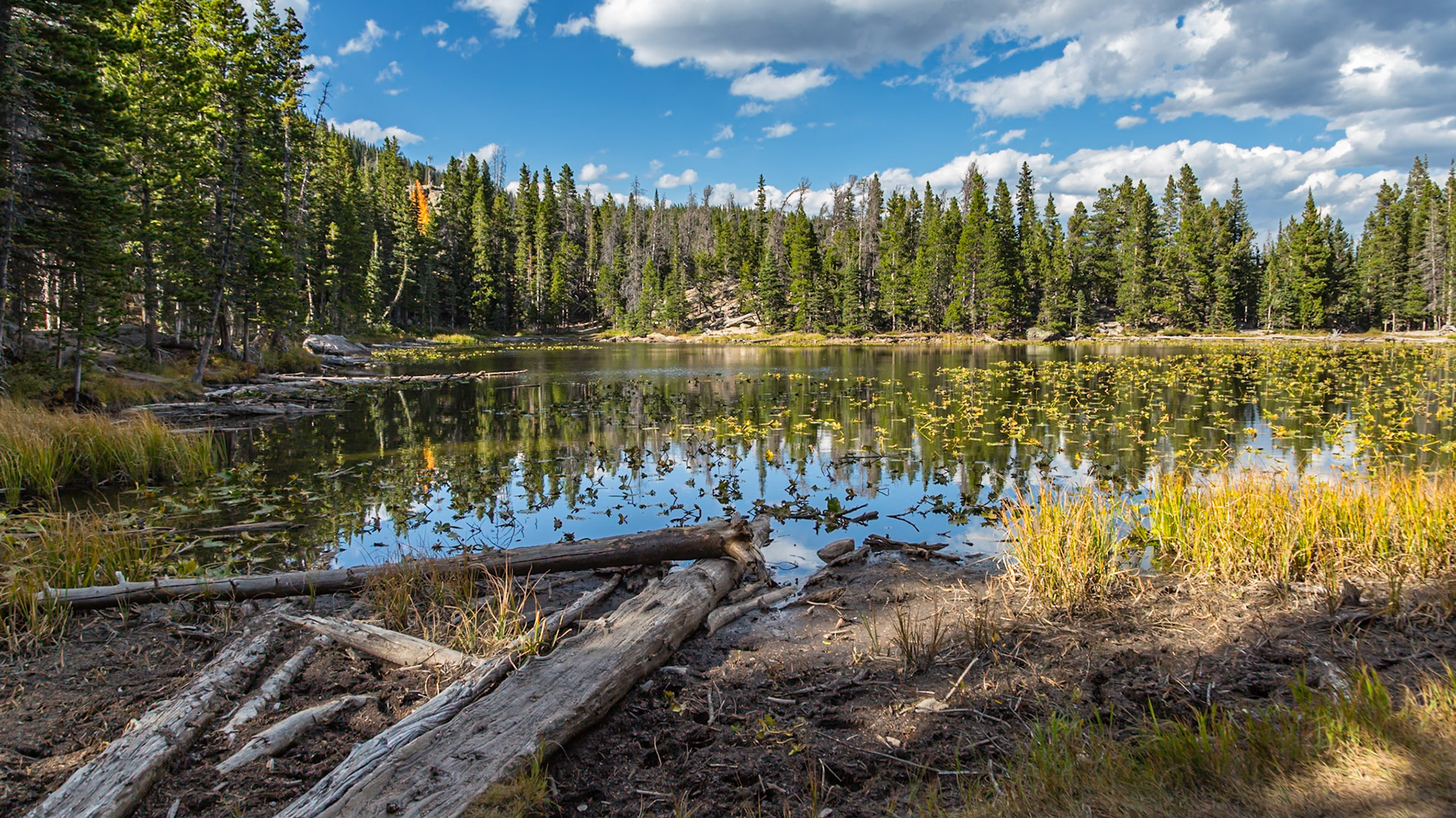 180918_124 Evergreen forest with colordul Aspen trees surround Nymph Lake in Rocky Mountain National Park, Colorado