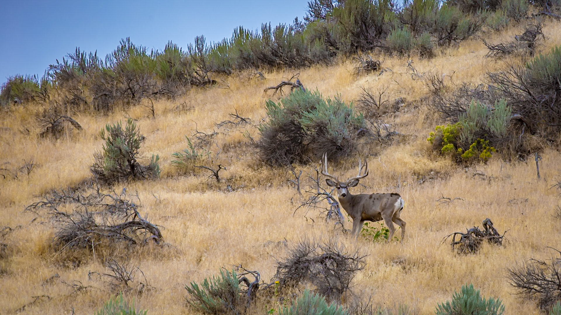 180915_166 Mule deer grazing on the prairie grasses in Antelope Island State Park near Syracuse, Utah