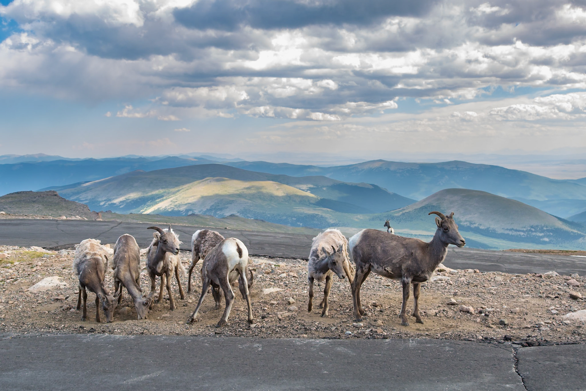 180731_069 Bighorn sheep (Ovis Canadensis) standing along the Mount Evans Road in the Rocky Mountains of Colorado