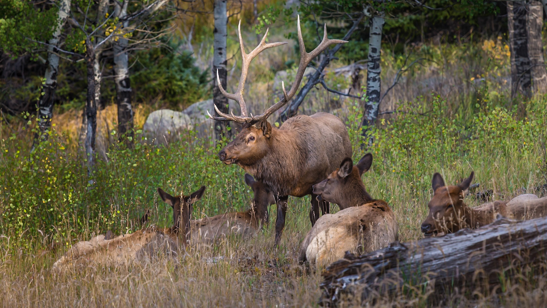 180918_178 Bull elk watching over the herd while grazing on grass along the Bear Lake Road in Rocky Mountain National Park near Estes Park, CO