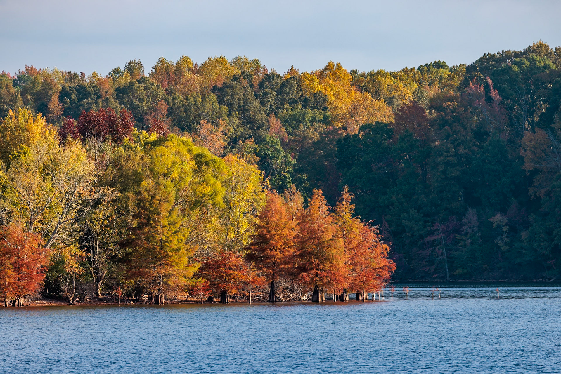 231020_005 Bright colorful fall foliage along the shore of Tims Ford Reservoir at Tim's Ford State Park near Winchester, Tennessee, USA