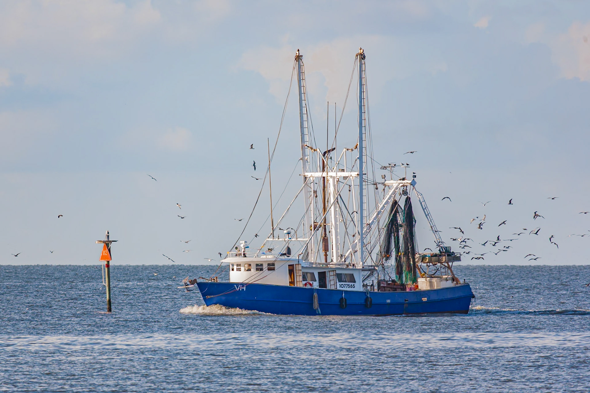 140911_007 Seagulls follow a commercial shrimp boat with a fresh catch back into harbor in Biloxi, Mississippi