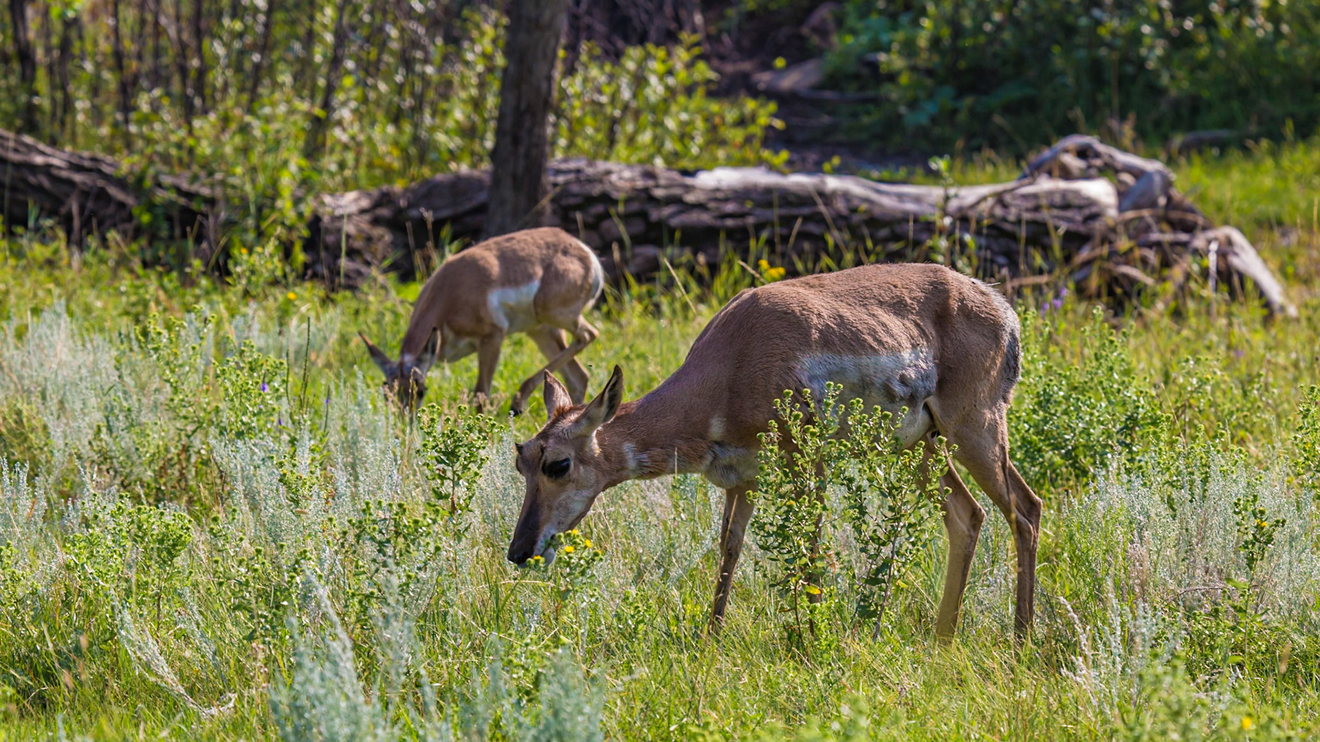 180814_153  Deer grazing in a field at Custer State Park, South Dakota, USA