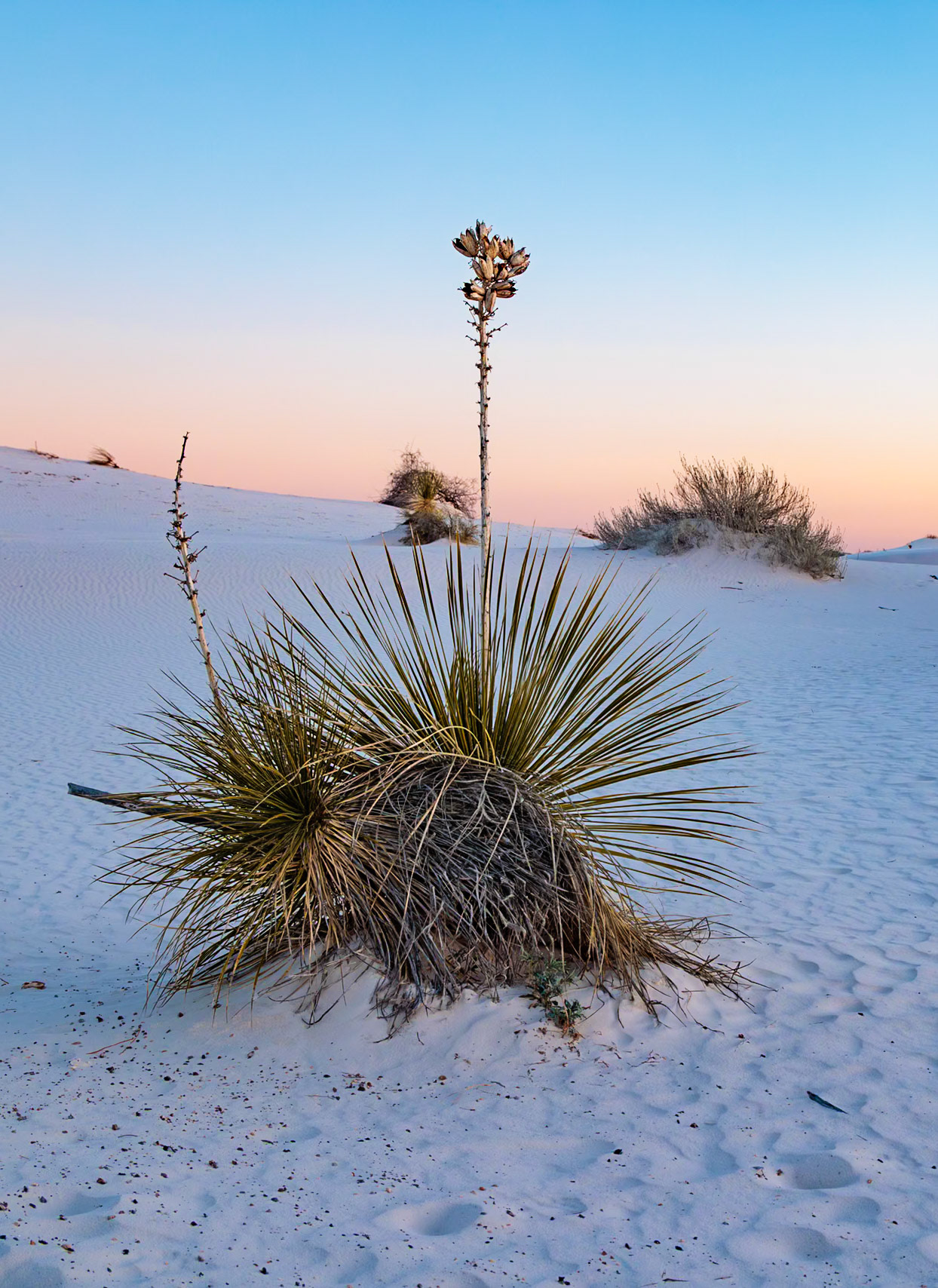 230323_188-E Yucca plant growing in the sand dunes of White Sands National Park in Alamogordo, New Mexico, USA